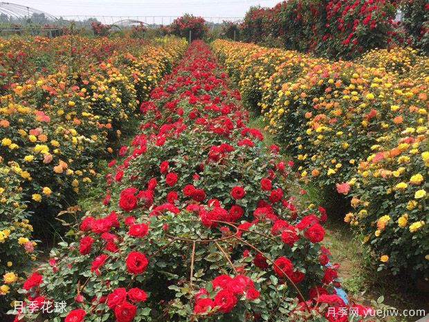 灌木球，月季花球，为景观设计画龙点睛(图1)