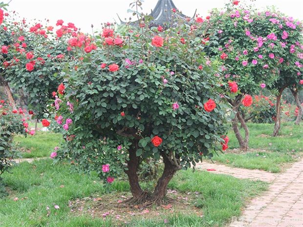古桩月季的介绍(图6)