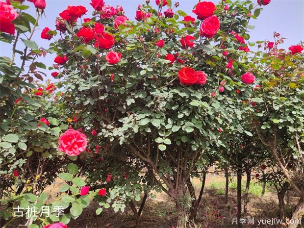 古桩月季的介绍(图2)