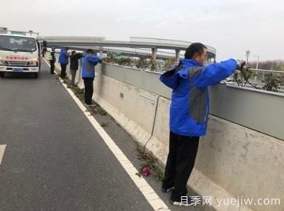 郑州高架桥月季修枝整形 只待虎年花开惊艳商都(图2)