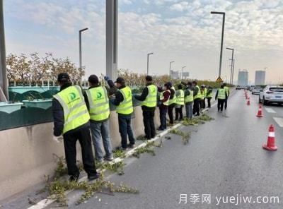 郑州高架桥月季修枝整形 只待虎年花开惊艳商都(图1)