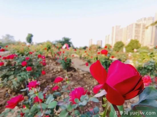 南宁市花卉公园三万株月季盛开 邂逅绿城冬日的小浪漫(图4)