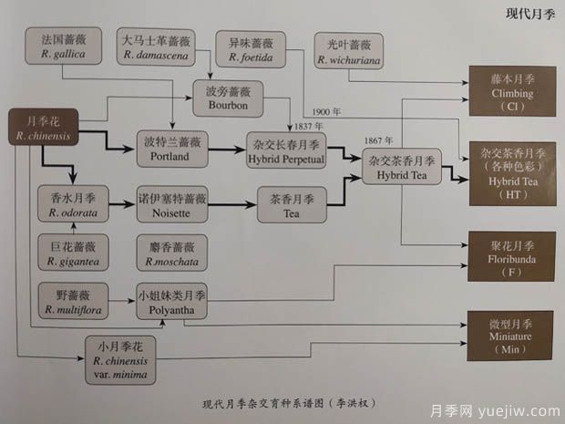 中国月季对世界的贡献(图1)