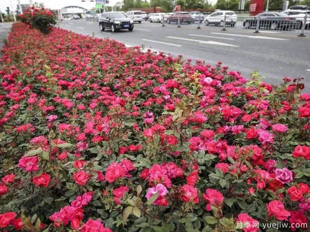淮安月季市花文化和景观图集(图2)
