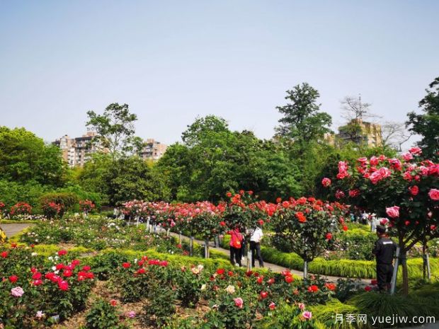月季名园：上海植物园月季园(图3)