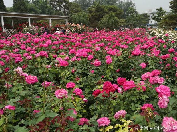北京月季市花文化和景观图集(图4)