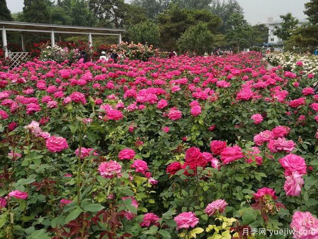 北京月季市花文化和景观图集(图2)