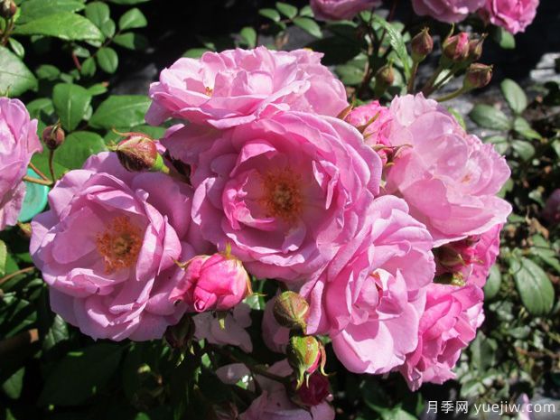 丁香花束月季的优缺点是什么？(图1)