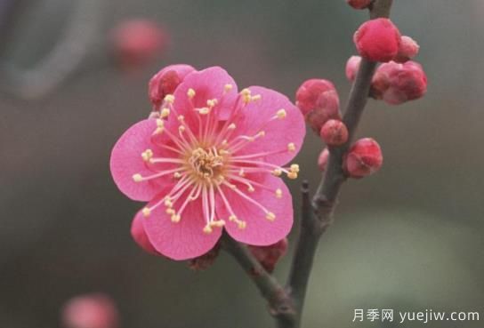 盆栽养梅花，做好这几点，春天开花更美艳(图1)