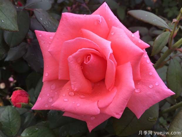 阿曼达路易丝月季的优缺点是什么？(图1)