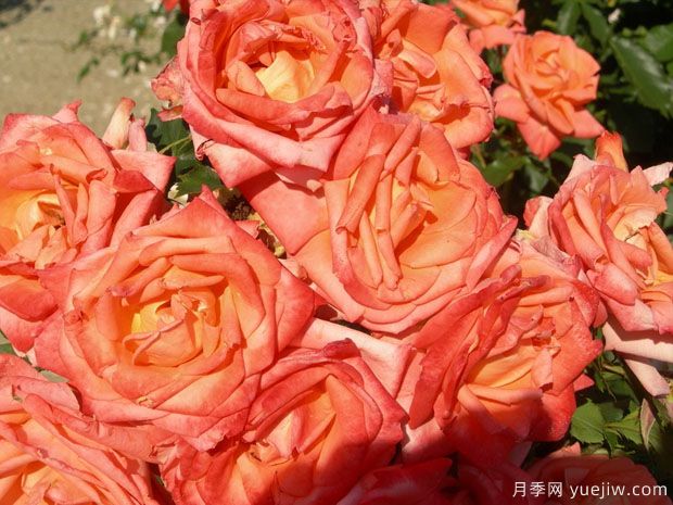 金沙玫瑰月季的优缺点是什么？(图1)