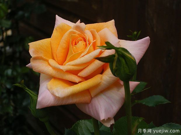 夏日飞溅月季的优缺点是什么？(图1)