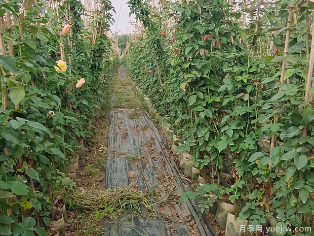 月季不开花只长叶子的原因(图1)