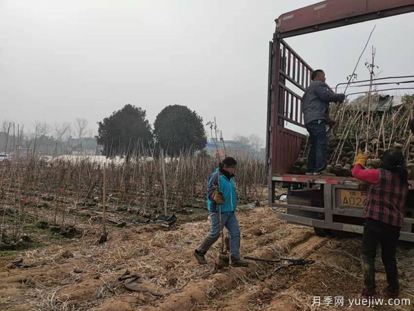 安吉拉藤本月季从南阳发货湖北荆门花卉农场(图2)