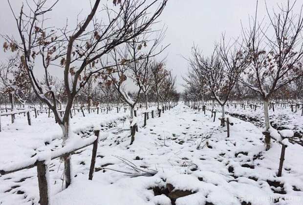 大雪天气下怎样保护苗木？(图1)