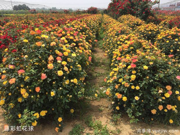 球形灌木怎样卖出高价？月季花球受绿化喜爱(图1)