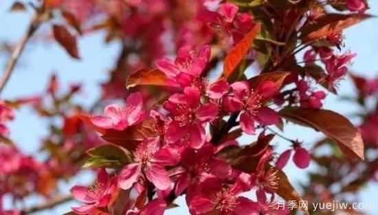 北美海棠介绍与常见海棠品种(图1)