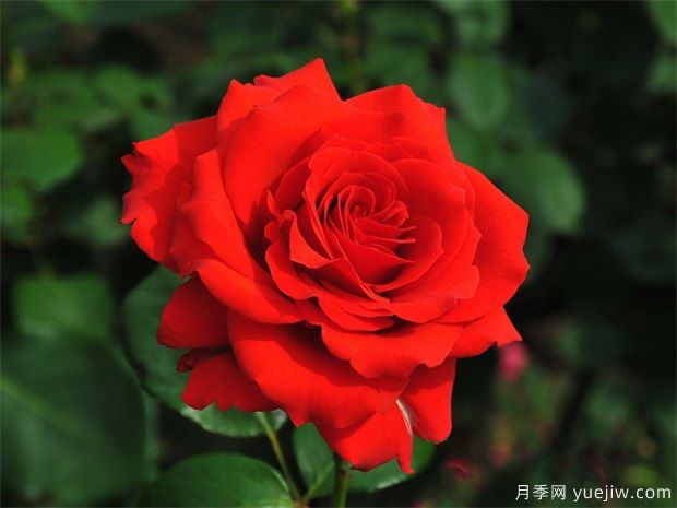 月季花的花语和寓意，月季花代表了什么(图1)