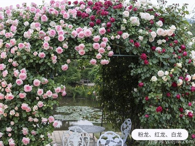 爬藤花卉有几种？(图1)