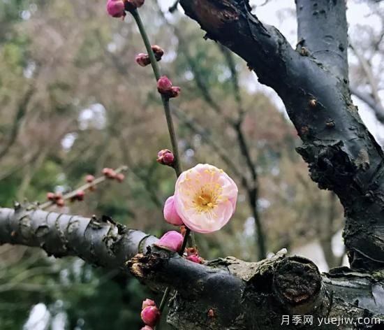 蜡梅和梅花有什么区别？(图2)