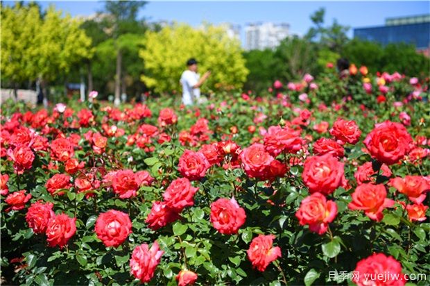 草本花卉修剪秘笈，养花人必看！(图1)