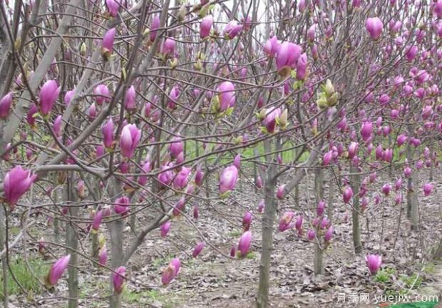 大雪过后园林植物管理技巧(图1)