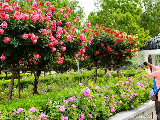 如何让月季花卉保持***佳的生长状态？(图1)