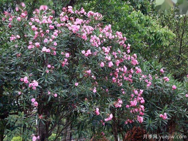 夹竹桃的图片特点和种植养护(图2)