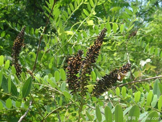 紫穗槐的图片特点和种植养护(图3)