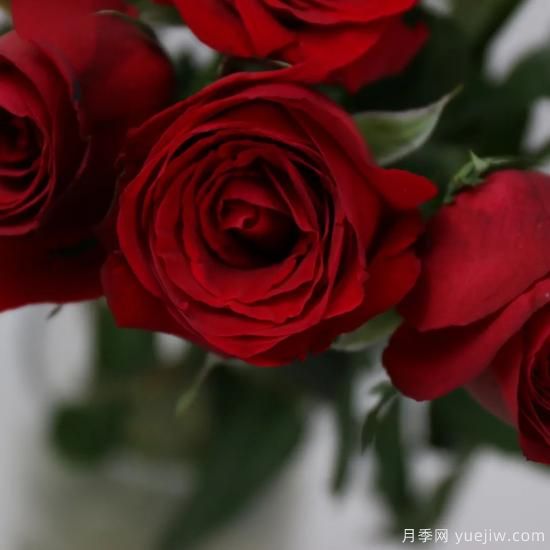 花店常备的15种红玫瑰是什么？有什么优缺点？(图3)