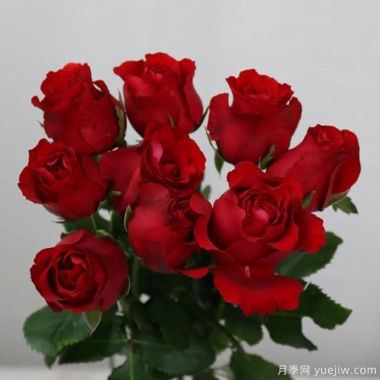花店常备的15种红玫瑰是什么？有什么优缺点？(图4)