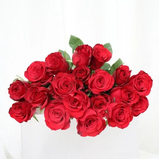 花店常备的15种红玫瑰是什么？有什么优缺点？(图5)