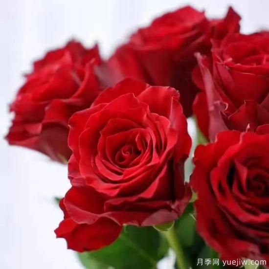 花店常备的15种红玫瑰是什么？有什么优缺点？(图6)