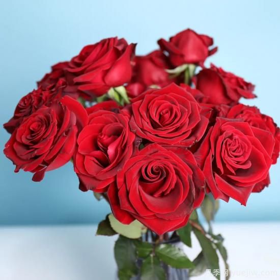 花店常备的15种红玫瑰是什么？有什么优缺点？(图7)