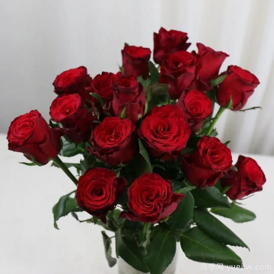 花店常备的15种红玫瑰是什么？有什么优缺点？(图9)