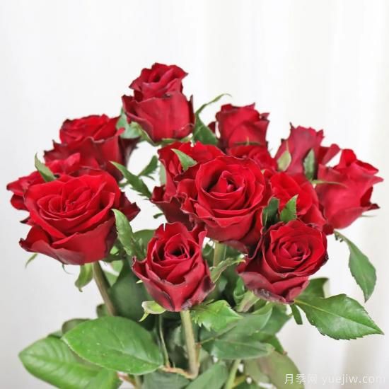 花店常备的15种红玫瑰是什么？有什么优缺点？(图12)
