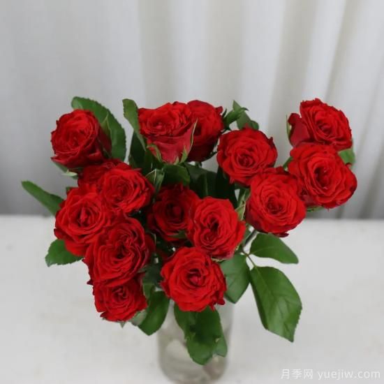 花店常备的15种红玫瑰是什么？有什么优缺点？(图13)
