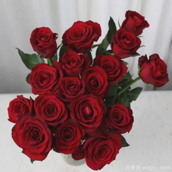 花店常备的15种红玫瑰是什么？有什么优缺点？(图14)