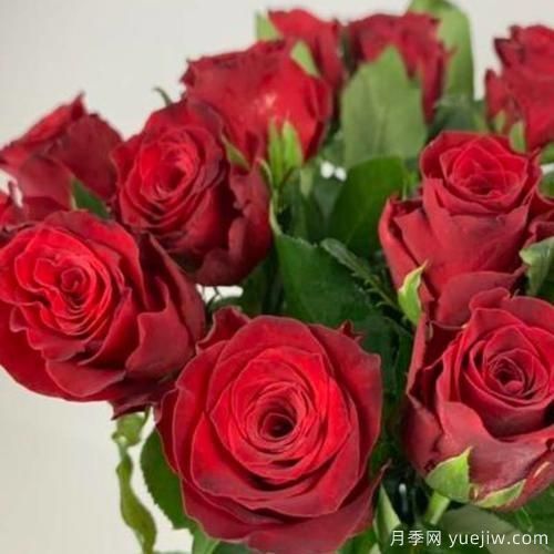 花店常备的15种红玫瑰是什么？有什么优缺点？(图15)