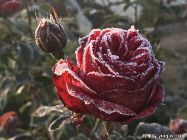 全国大范围降雪，如何降低降雪对园林苗木的伤害？(图1)