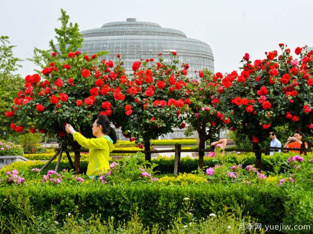 建设月季花城，让郑州月季从盆景走向风景(图1)