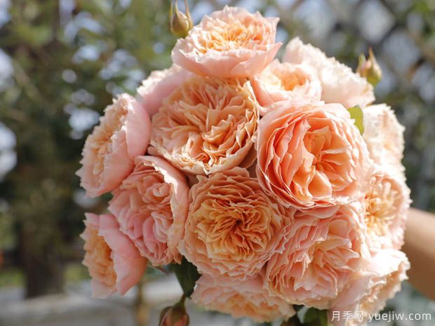 正是看花时！看看花友们都在种什么月季？(图2)