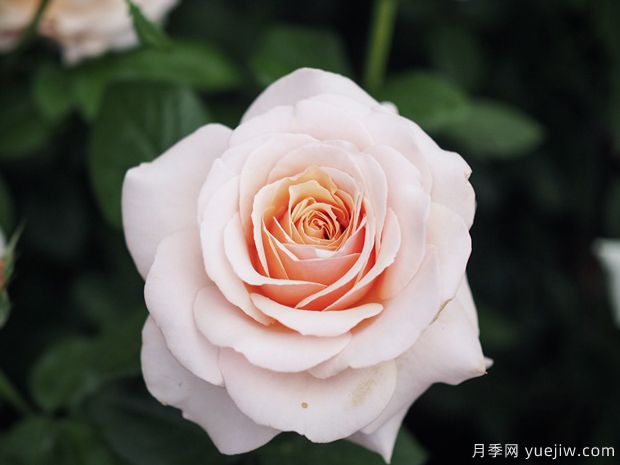 尚多斯美人月季的优缺点测评(图1)