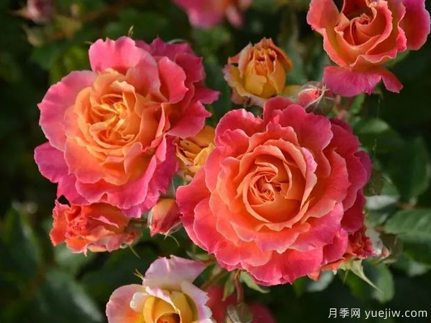 热烈月季的优缺点是什么？(图1)