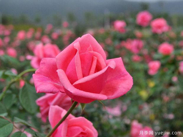 月季花朵越开越小的原因是什么(图1)