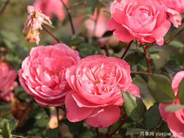 蜜语月季(图2)