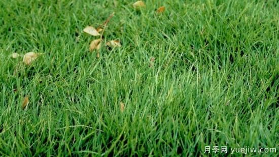 ***全常用草坪品种、优点缺点和施工要点(图5)