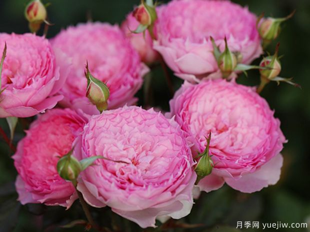溶溶月月季的优缺点是什么？(图1)