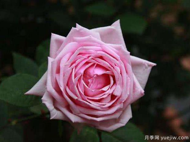 法兰西花园月季(图1)