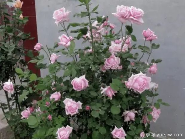 法兰西花园月季(图2)